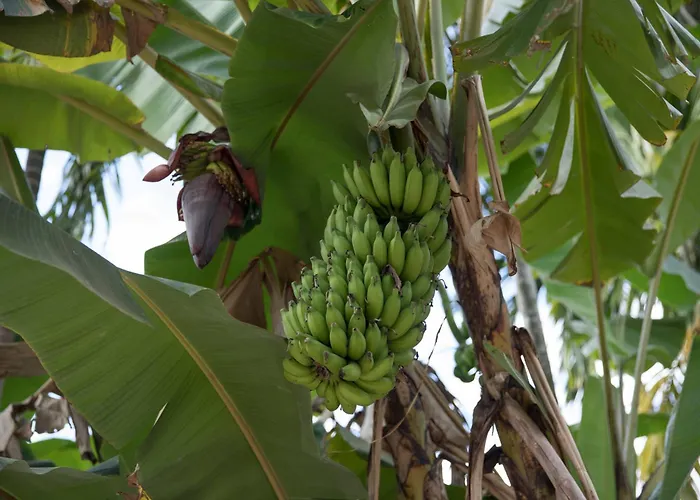 Chansor 15 By Siem Reap Homesteading Séjour chez l'habitant Phumi Trach Pok