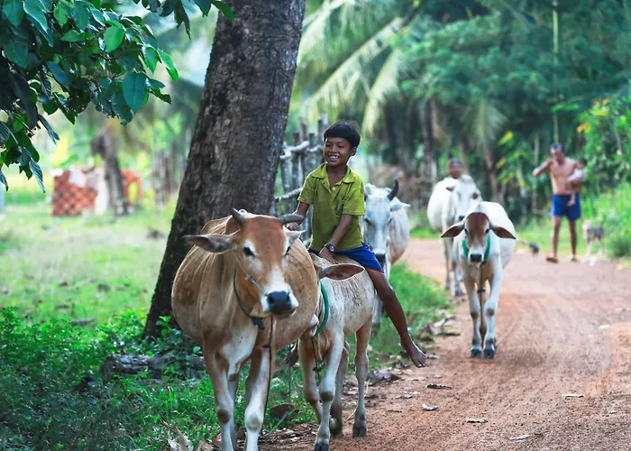 Chansor 15 By Siem Reap Homesteading * Phumi Trach Pok