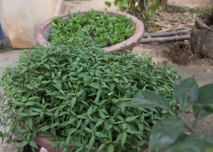 Chansor 15 By Siem Reap Homesteading * Phumi Trach Pok