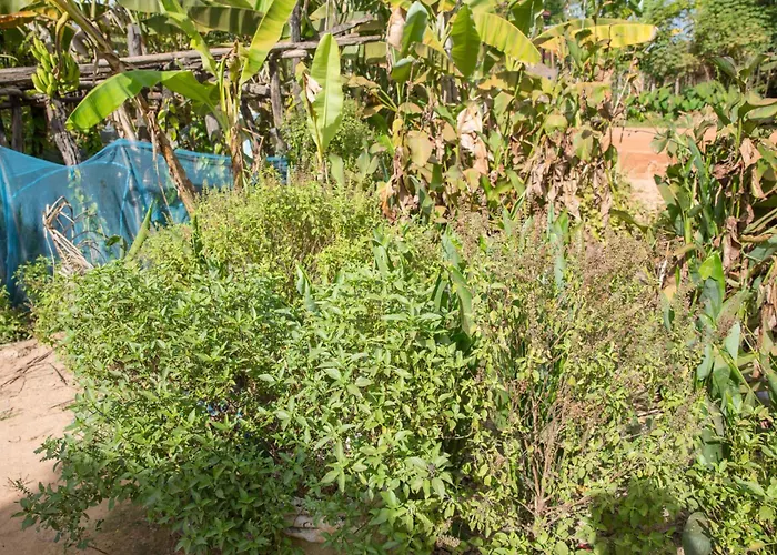 Chansor 15 By Siem Reap Homesteading Phumi Trach Pok
